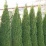 Eastern Arborvitae.jpg